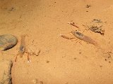 00396-2324 Prawns close encounter in Kenyalang Cave - photo by Garry K Smith